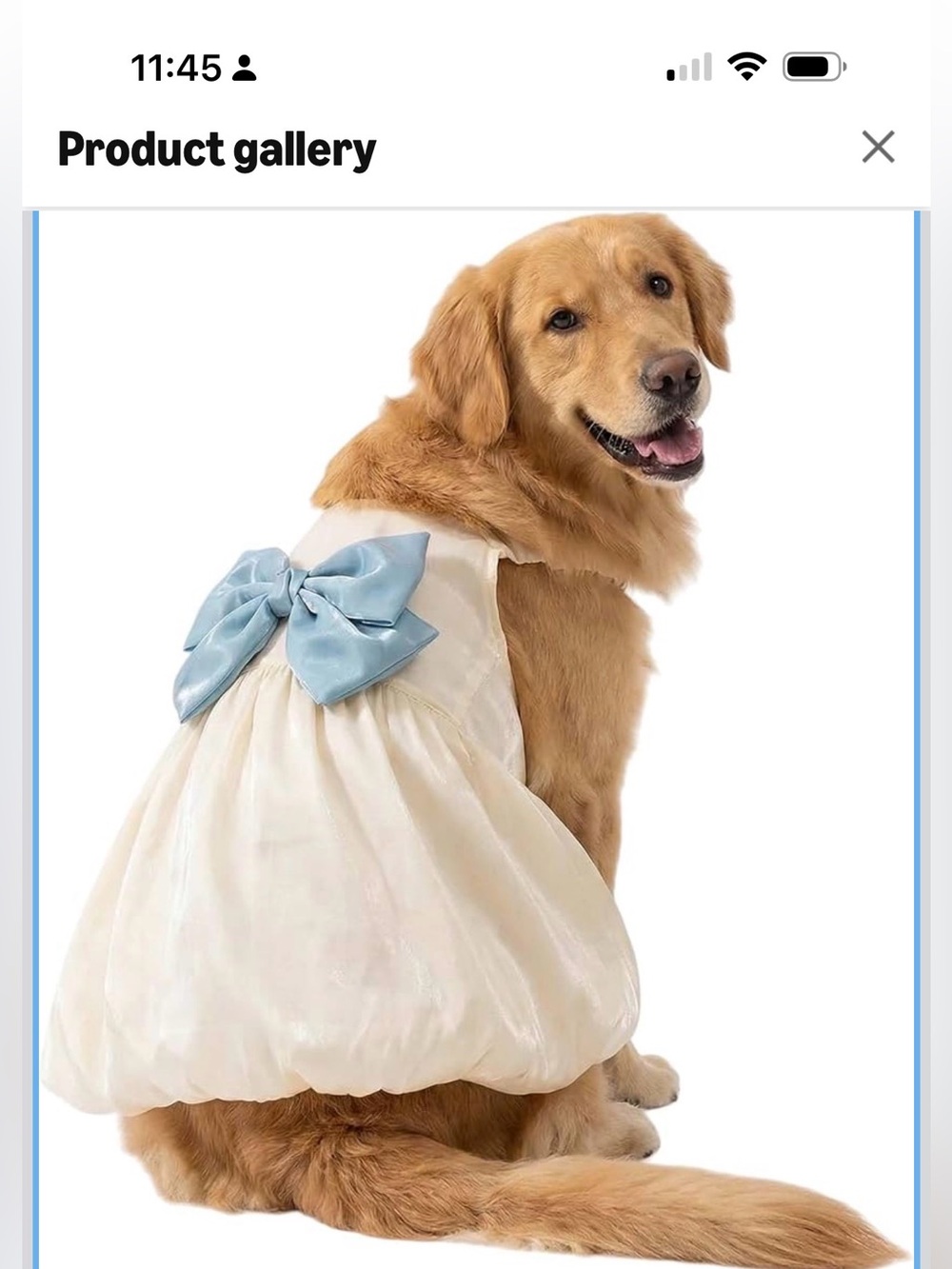 Cream Flower Girl Dress with Light Blue Bow